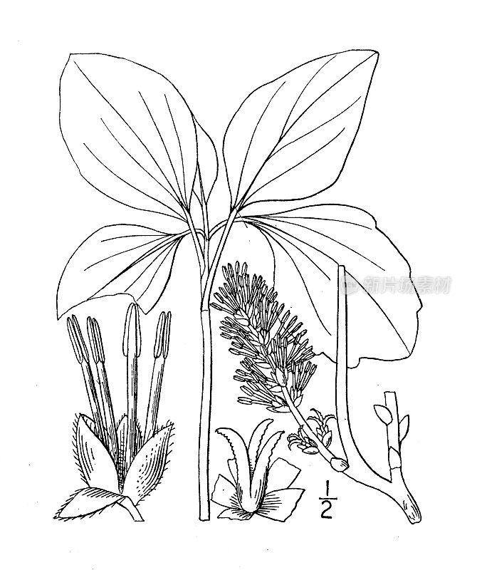 古植物学植物插图:Pachysandra procumbens, Alleghany Mountain Spurge